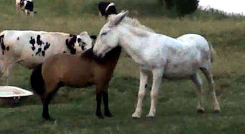 equine love