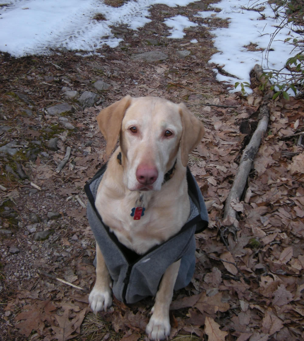 Boomer wearing vest