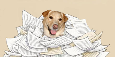 dog buried in paperwork