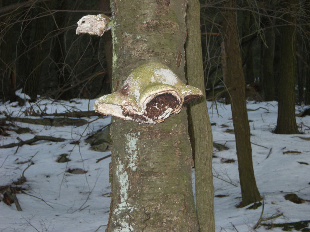 fungus tree